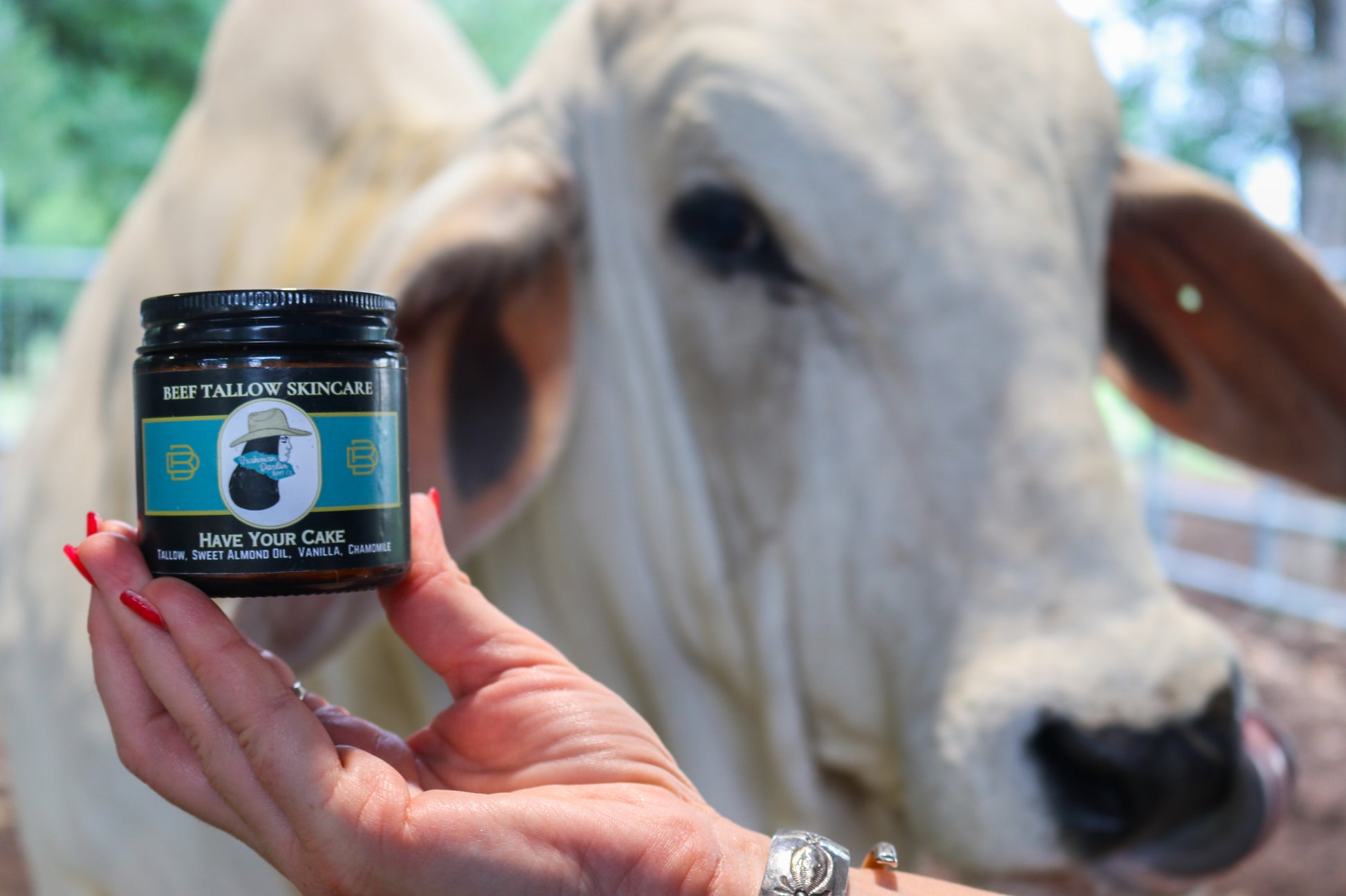 Person holding a jar of 'Beef Tallow Skincare' in front of a cow.
