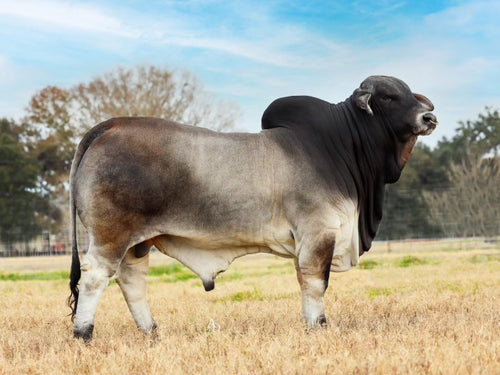 79’s MR 51/23 (P) “Superman”
Sire: +MR. H Pride of Maddox 684/8
Dam: MISS V8 916/8 (P)